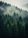 Fototapeta Krajobraz - Forest, foggy, natural light