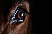Equine Vision In Darkness