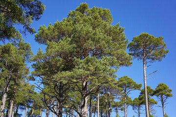 pine tree with blue sky