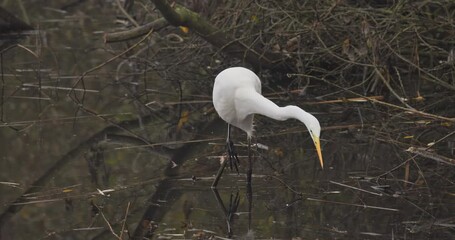 Wall Mural - Great egret catches a fish