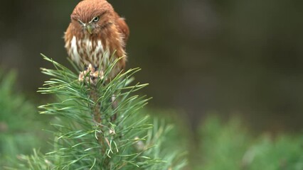 Fototapete - Eurasian pygmy owl sitting on waving branch of coniferous tree, Bird stabilization. European nature in the forest.