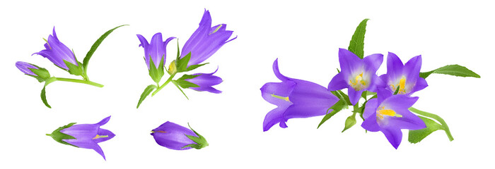 Wall Mural - Campanula flower isolated on white background. Top view. Flat lay