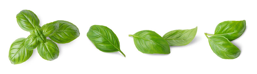 Wall Mural - Basil leaves isolated on white, transparent background, PNG. Set, collection of different position basil green fresh leaves. Healthy eating, aromatic herb, food ingredient, spice for culinary