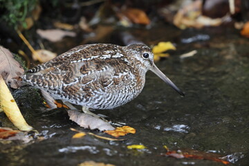 Wall Mural - The solitary snipe (Gallinago solitaria) is a small stocky wader. It is found in the Palearctic from northeast Iran to Japan and Korea. This photo was taken in Japan.
