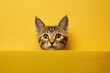 Cat looking out from colored paper background peeping
