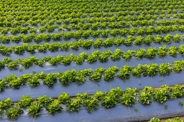 Canvas Print - Organic Strawberry field in the farm