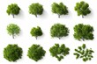 Cutout top view trees set landscaping 3d render, Generative AI 