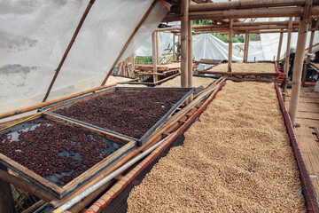 Poster - Dried coffee beans,Coffee beans are dried in a greenhouse.