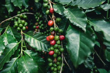 Sticker - Cherry coffee beans tree,Fresh coffee that is ripening