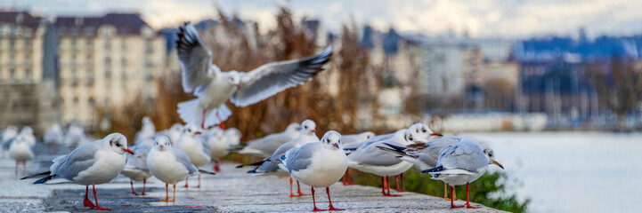 Groupe de mouettes sur les rives du lac Léman à Genève