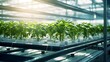 Fresh organic plant growth in modern greenhouse technology 