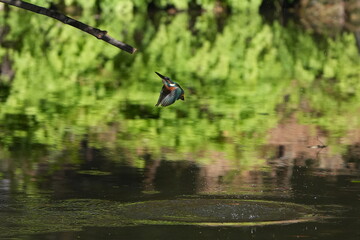 Poster - common kingfisher is hunting a fish