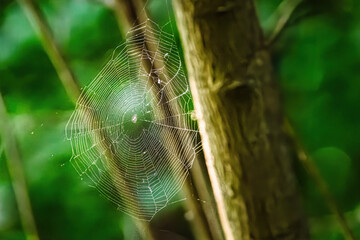 Spider web