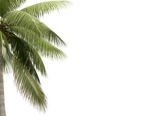 Wall Mural - palm tree isolated on white