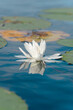 Waterlily in bloom on a lake in northern Wisconsin