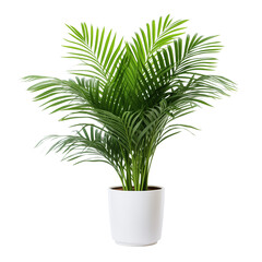 photo of areca palm plant in flowerpot isolated