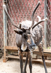 Sticker - Portrait of a deer in the zoo