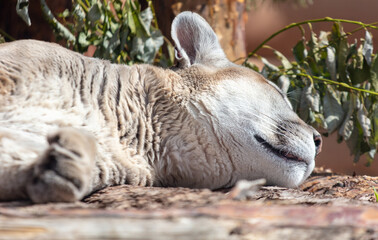 Wall Mural - Puma sleeps in the zoo