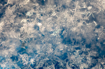 Canvas Print - Close-up of snowflakes on a blue background. Macro