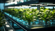 Indoor hydroponic farm, growing lettuce in nutrient solution without soil. Generative AI