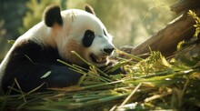 A Panda Chewing On Bamboo