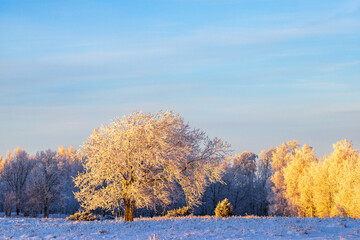 Canvas Print - Frosty tree on a meadow in beautiful winter landscape