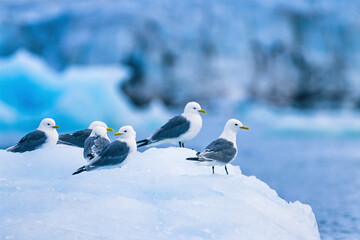 Wall Mural - Resting flock with Kittiwake on an ice floe by a glacier