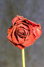 Close-up Of An Old Dried Red Rose
