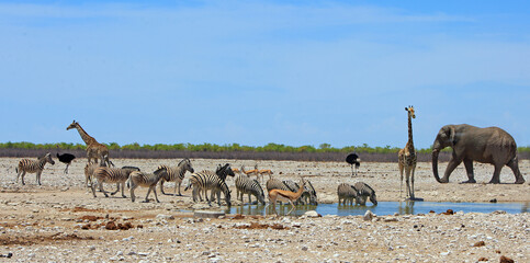 Beuatiful African scene with Giraffes, Zebra, springbok and an Ostrich eith a large Elephant walking into frame.  There is a small waterhole, with a natural bush background