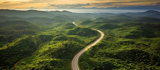 Wall Mural - Beautiful road in Thailand's oil palm plantation, shown from above.