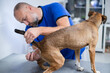 © DaliCeMedia - Vet measuring dog temperature in an animal hospital
