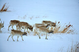 Saiga antelope grazing in the steppe. Saiga antelope or Saiga tatarica. The saiga antelope is a large herbivore of Central Asia, found in Kazakhstan, Mongolia, the Russian Federation.
