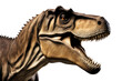 a high quality stock photograph of a single t-rex dinosaur head isolated on a white background