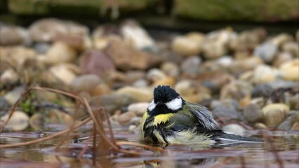 Poster - A Great Tit bathing in the water