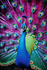 Aufkleber - A close-up portrait showcasing the breathtaking plumage of a peacock, its vibrant colors creating a regal and captivating display.