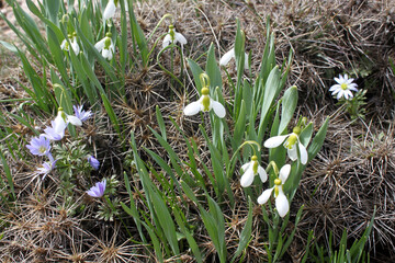 Snowdrops close up in a garden