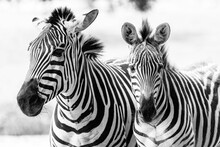 Black And White Shot Of Two Zebras Standing In A Grassy Savannah.