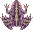 Toad top view, vector isolated animal.