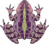 Fototapeta Dinusie - Toad top view, vector isolated animal.