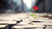 A Lonely Red Flower Grows From A Crack In The Asphalt Road. Neutral Blurred Background. Place For Text.