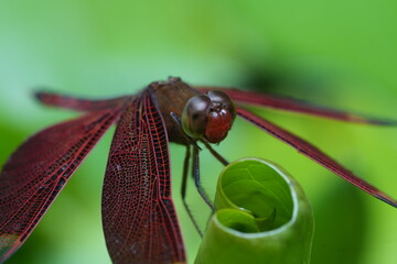 close up of a dragonfly|Red Grasshawk|Common ParasolDragonfly|Neurothemis fluctuans|紅脈蝶蜻蛉