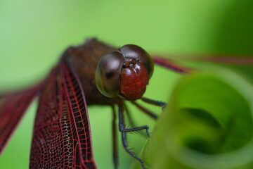 Poster - close up of a dragonfly|Red Grasshawk|Common ParasolDragonfly|Neurothemis fluctuans|紅脈蝶蜻蛉