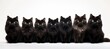 Mixed breed cats collection   large and small, isolated on white background with copy space