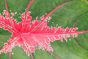 Photo set Bon leaves, colors and patterns of nature