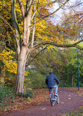 Wall Mural - man rides bike through park in autumn colors near utrecht in the netherlands