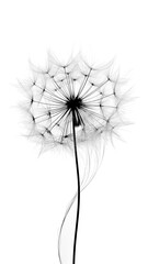 Wall Mural - Dandelion on a white background. Minimalistic botanical design. Black and white illustration.