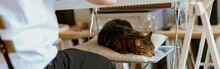 A Calm Cat Sleeps On A Chair At Home Near Its Owner. Domestic Animal Concept