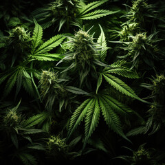 Wall Mural - Green cannabis leaves on dark background. Medical marijuana bush