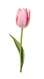 Fototapeta Tulipany - Tulip isolated on transparent background