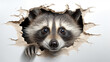 Scared and surprised raccoon leaning out of a torn paper hole on a blank white background, with space for text, dynamic pose and emotion